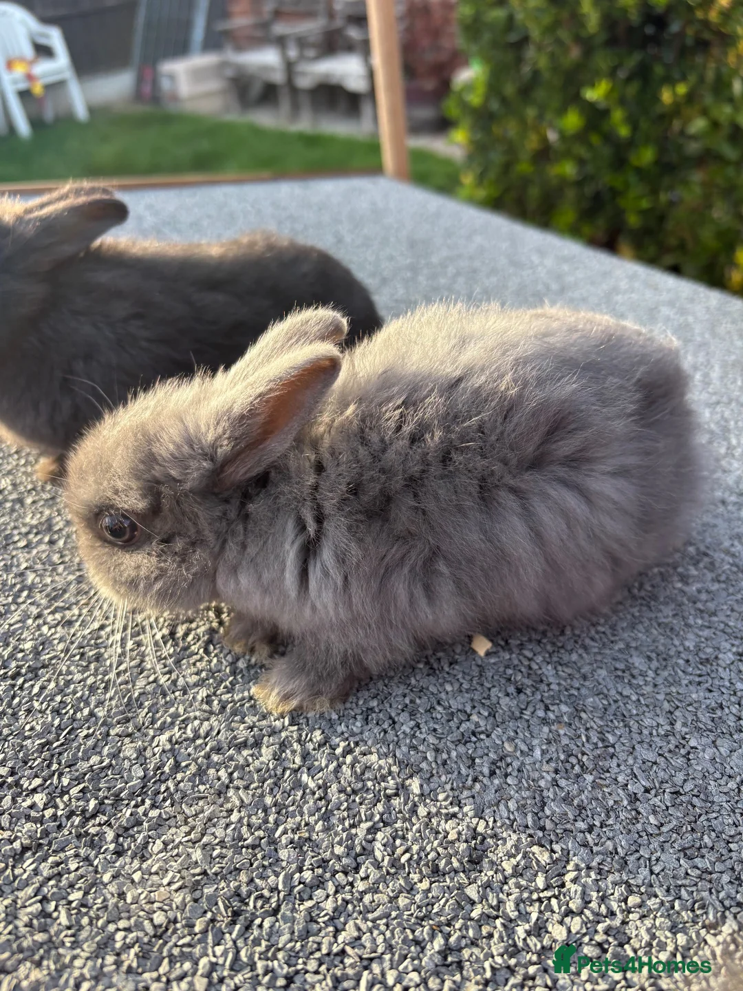 Mixed Breed rabbits for sale: Tiny baby bunnies for sale😍 - Advert 7