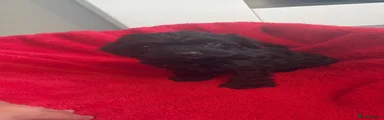 Cockapoo 3