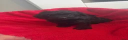 Cockapoo dogs for sale: Our Beautiful Cockapoo Puppys ❤️ - Advert 19