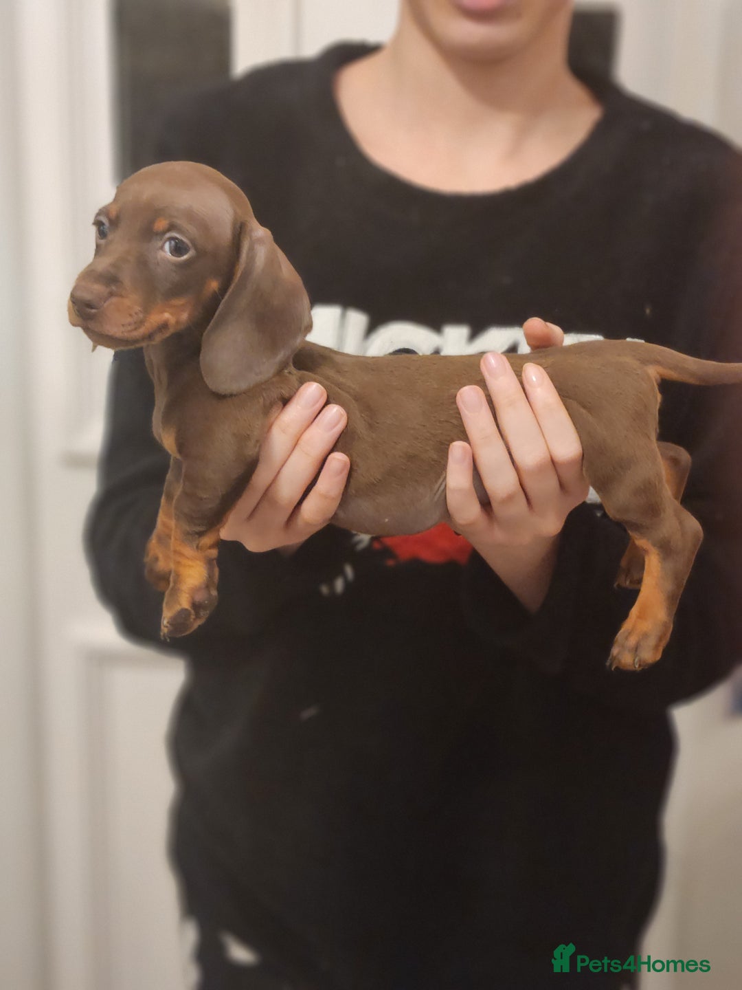 Dachshund dogs for sale: Miniture dashounds - Advert 4