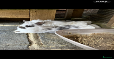 Mixed Breed rabbits - Advert 15