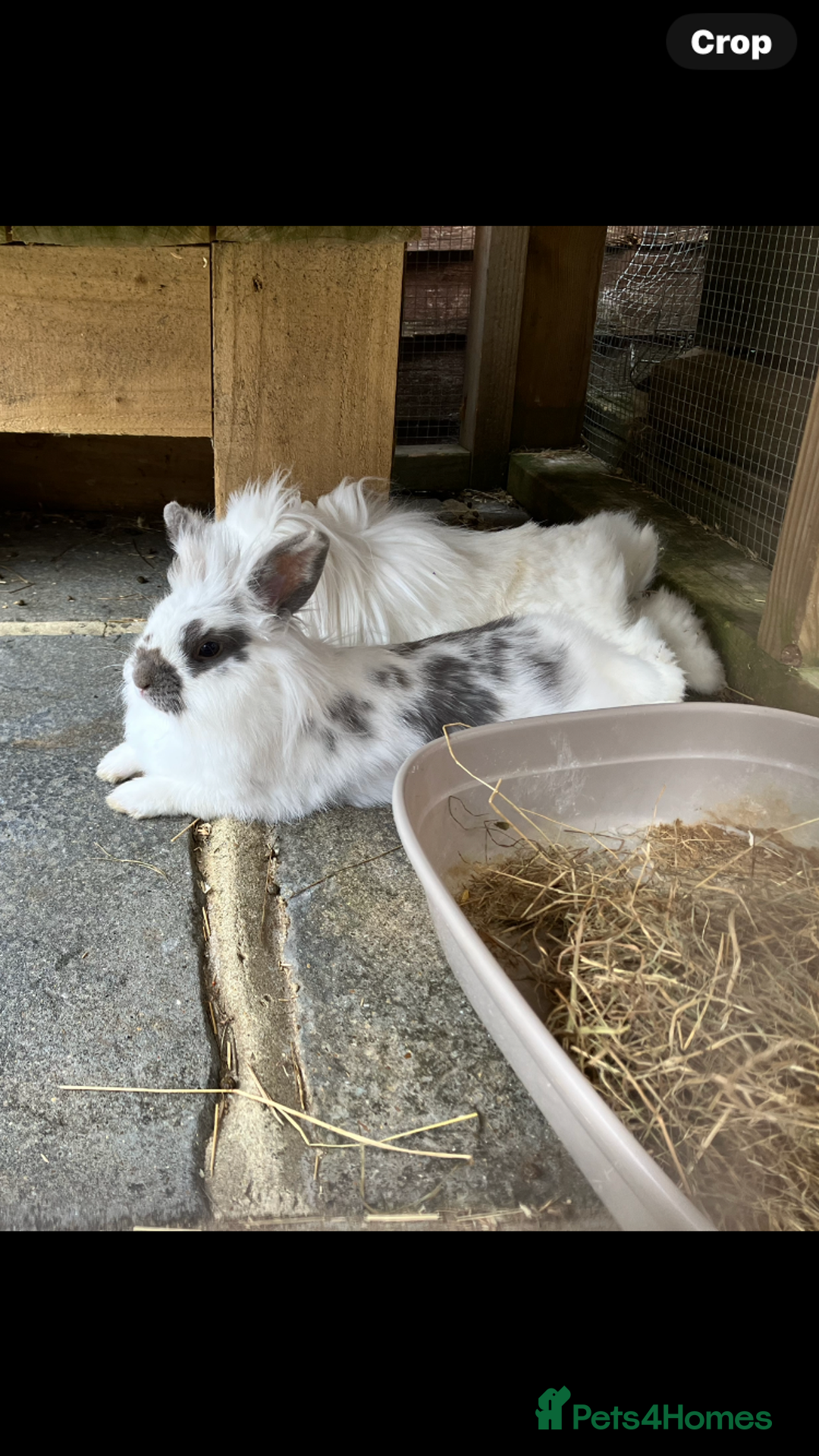 Mixed Breed rabbits for sale: Bonded pair of rabbits - Image 3