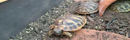 Tortoise reptiles for sale: 2026 Home Hatched Hermanns Tortoises For Sale - Advert 4