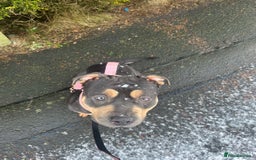 American Bully dogs for sale: American bully for rehoming - Image 3