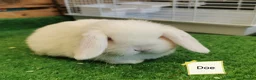 Mini Lop rabbits for sale: Baby mini lops  - Advert 3