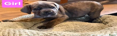 Cane Corso 3