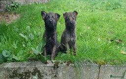 German Shepherd dogs for sale: German Shepherd Puppies - Image 9