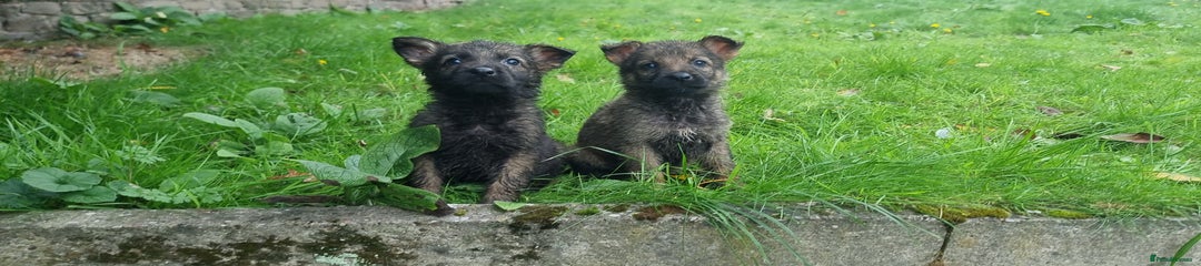 German Shepherd Puppy 10