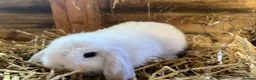 Mini Lop rabbits for sale: Gorgeous pure Mini lops and mini lion lops  - Advert 6