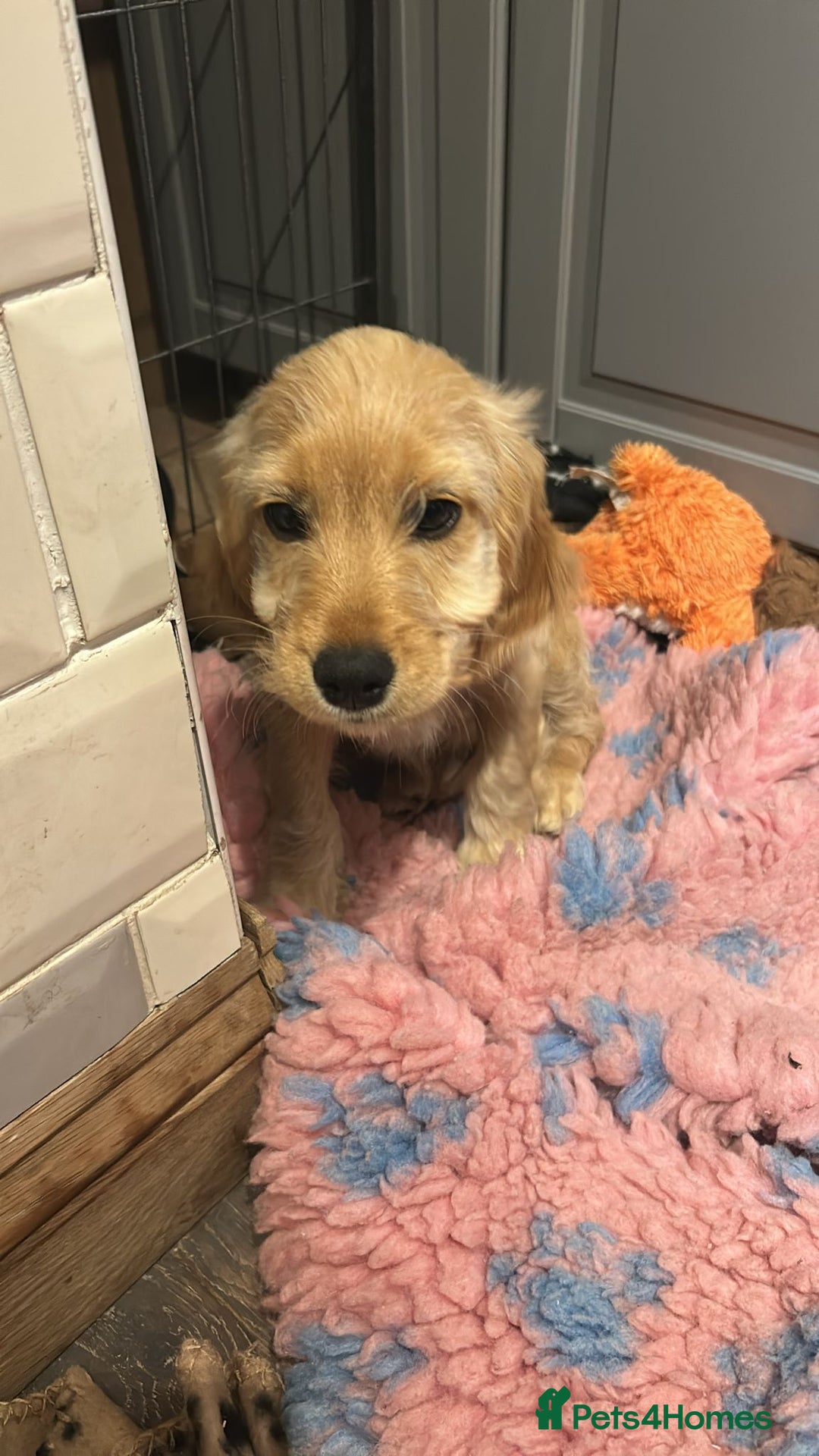 Cockapoo dogs for sale: Cockerpoo  - Image 18