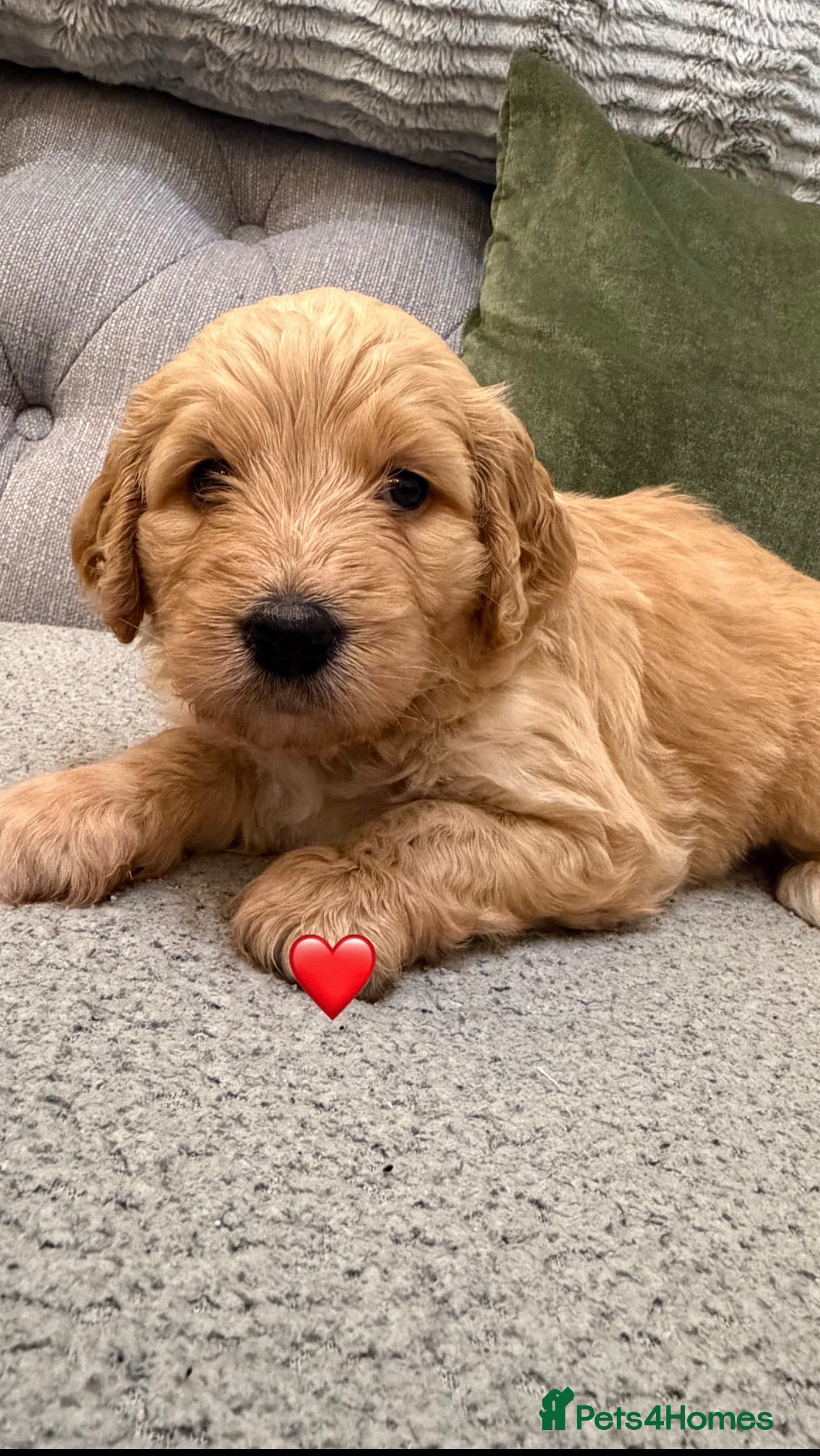 Mixed Breed dogs Stunning litter of Golden Bernadoodles - Advert 10