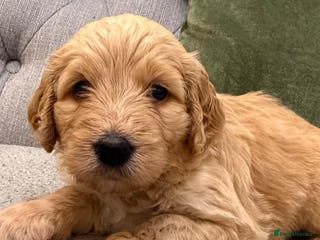 Mixed Breed dogs Stunning litter of Golden Bernadoodles - Advert 10