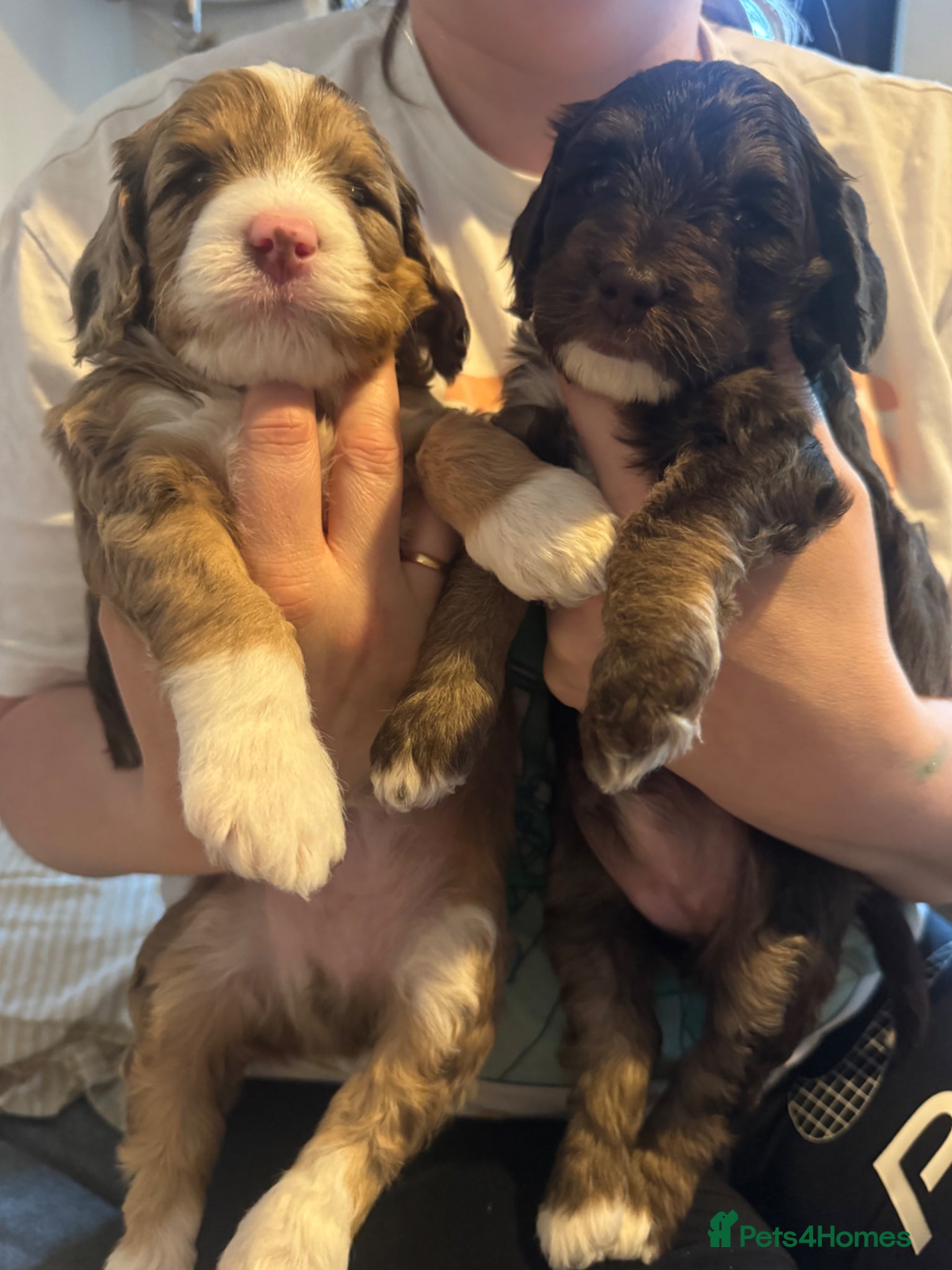 Cockapoo dogs Beautiful F2b Cockapoo puppies - Advert 2
