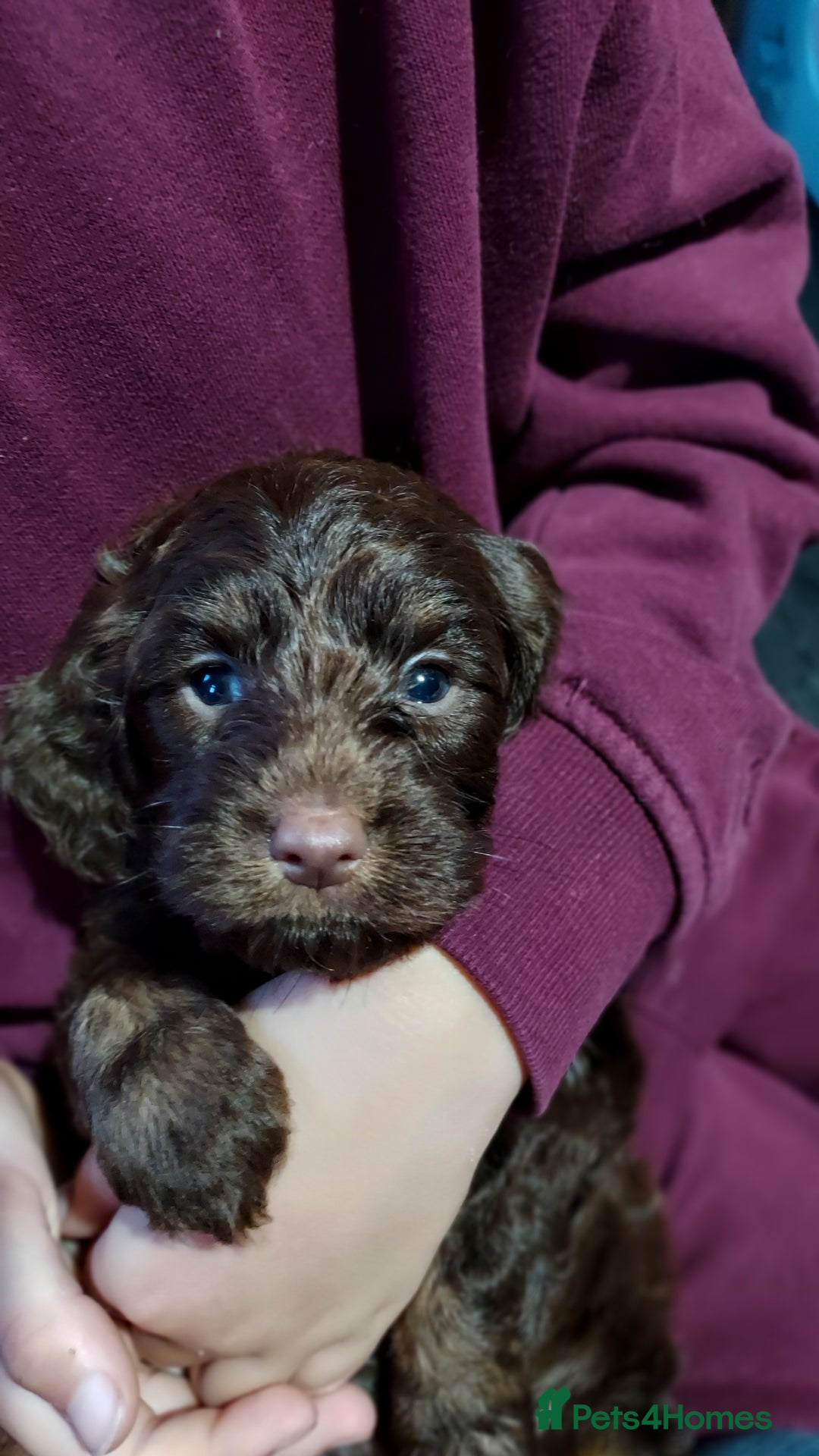 Cockapoo dogs for sale: Stunning F1 Cocokapoos - Image 8