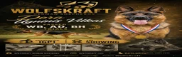German Shepherd dogs for sale: 🐾 WOLFSKRAFT GERMAN SHEPHERDS - Due October 2026 - Advert 1