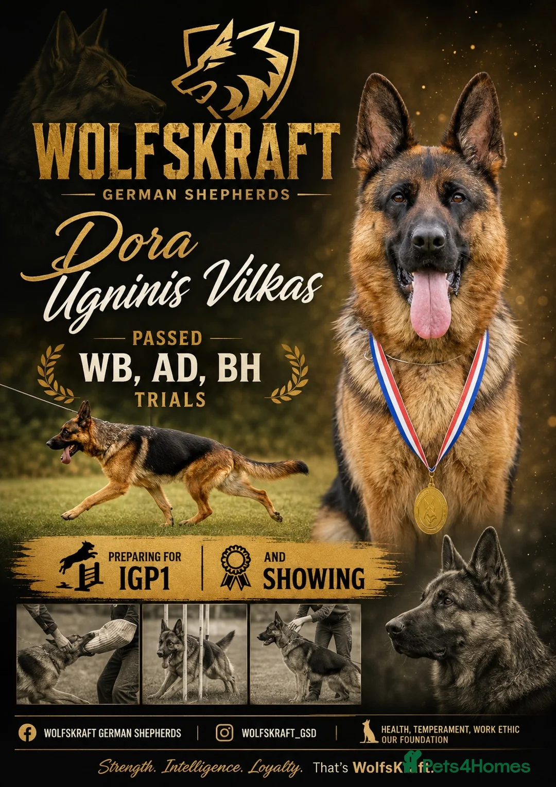German Shepherd dogs for sale: 🐾 WOLFSKRAFT GERMAN SHEPHERDS - Due October 2026 - Advert 1