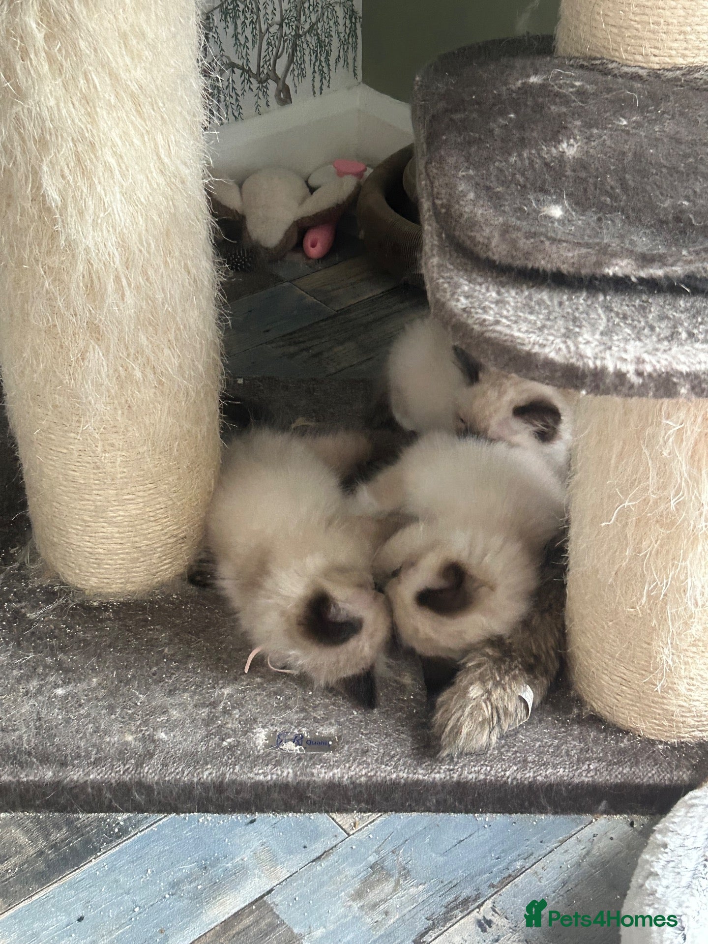Ragdoll cats Rag doll boys fully health tested Gccf registered  - Advert 2