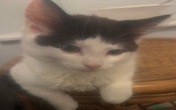 Mixed Breed cats for sale: For sale 3 female kittens and 1 older male kitten - Image 8