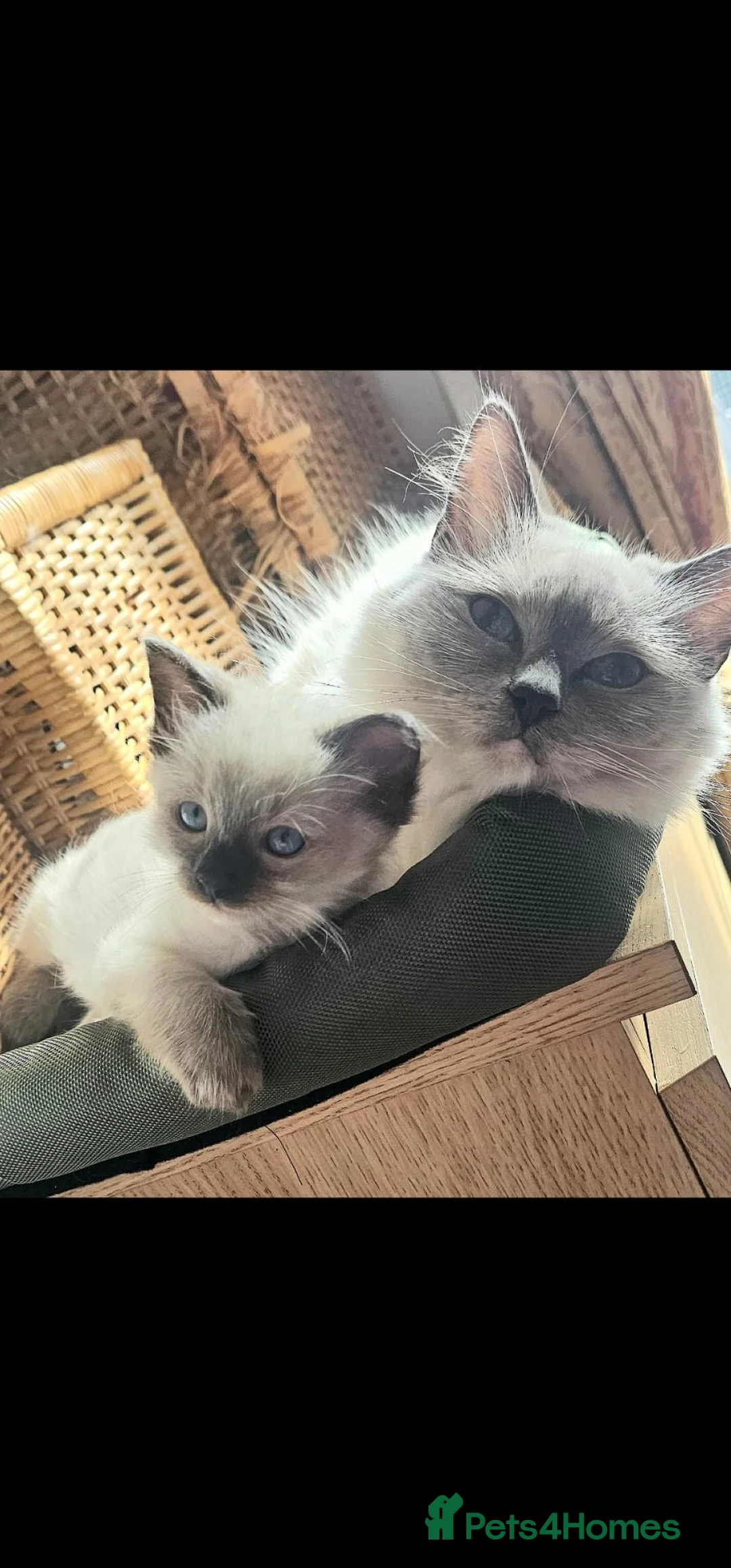 Ragdoll cats for sale: Ragdoll male boy - Advert 2