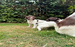 English Springer Spaniel dogs for sale: 2 Lovely Male Springer Spaniels - Image 36