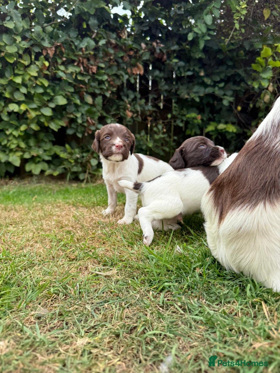 English Springer Spaniel dogs for sale: 2 Lovely Male Springer Spaniels - Image 36