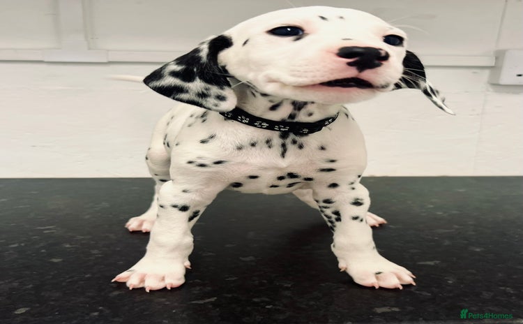 Dalmatian dogs - Advert 4