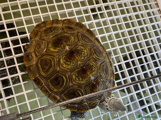 Turtle reptiles CAROLINA DIAMONDBACK TERRAPINS in London - Advert 12