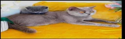 British Shorthair cats for sale: Beautiful British shorthair lilac and blue - Advert 1