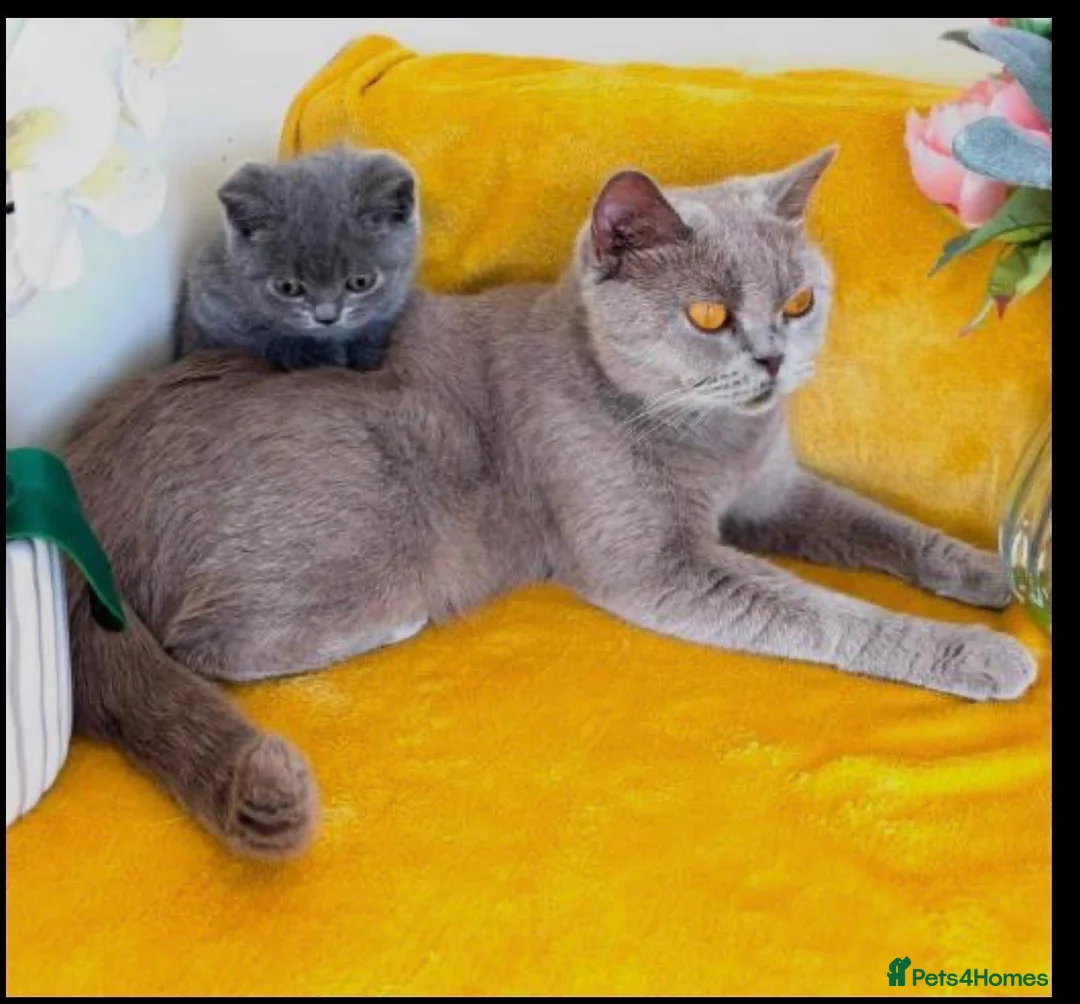 British Shorthair cats for sale: Beautiful British shorthair lilac and blue - Advert 1