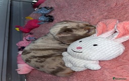 Dachshund dogs for sale: Beautiful girl dachshund  - Image 4