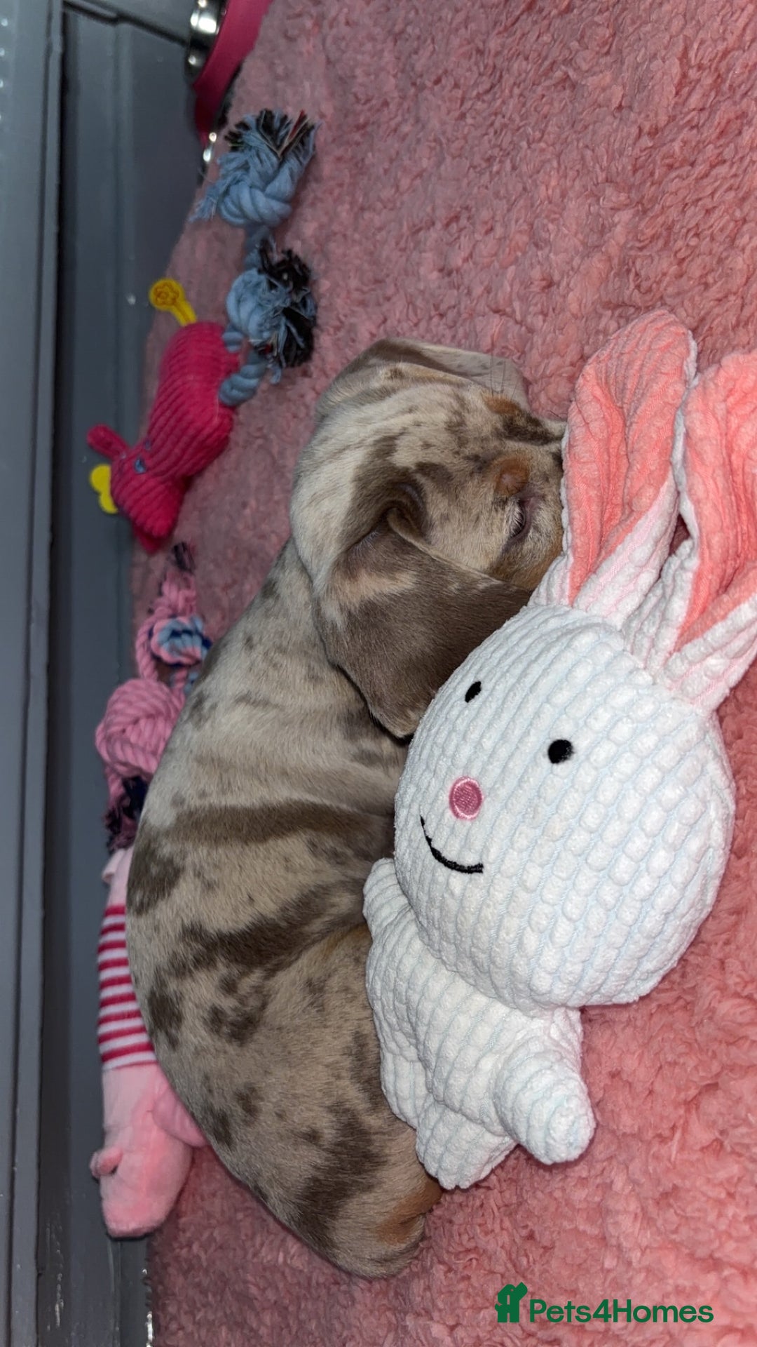 Dachshund dogs for sale: Beautiful girl dachshund  - Image 4