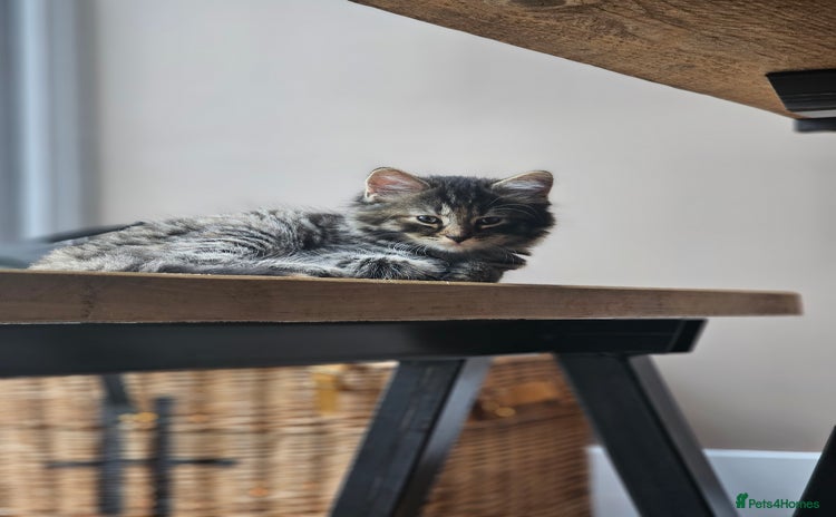 Mixed Breed cats - Advert 2