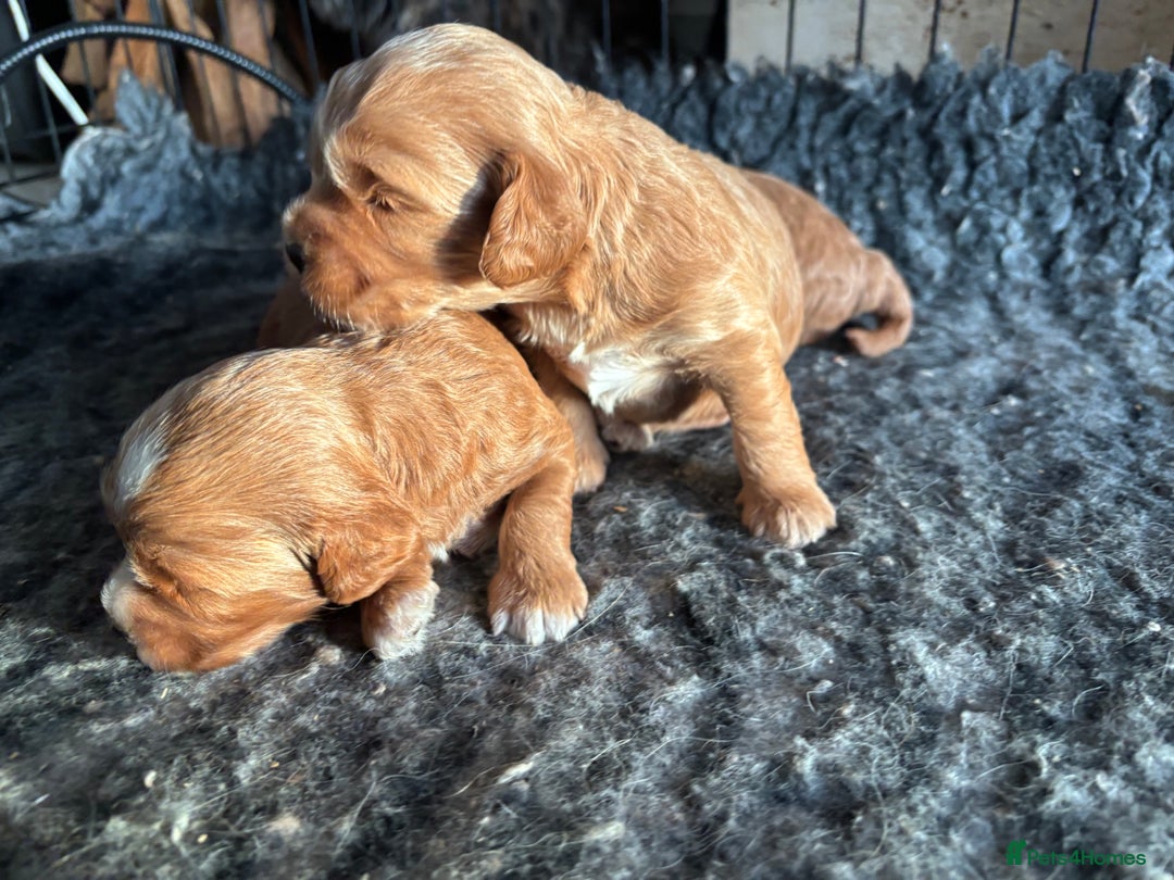 Cockapoo dogs for sale: TOY Cockapoo/ SHOW type F1 / License - Image 7