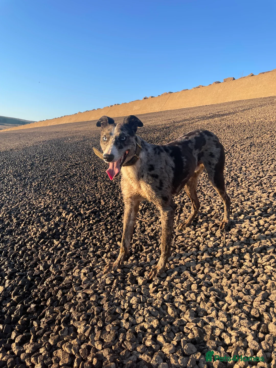 Lurcher dogs for stud: Merl dog for stud in Barnard Castle - Advert 4