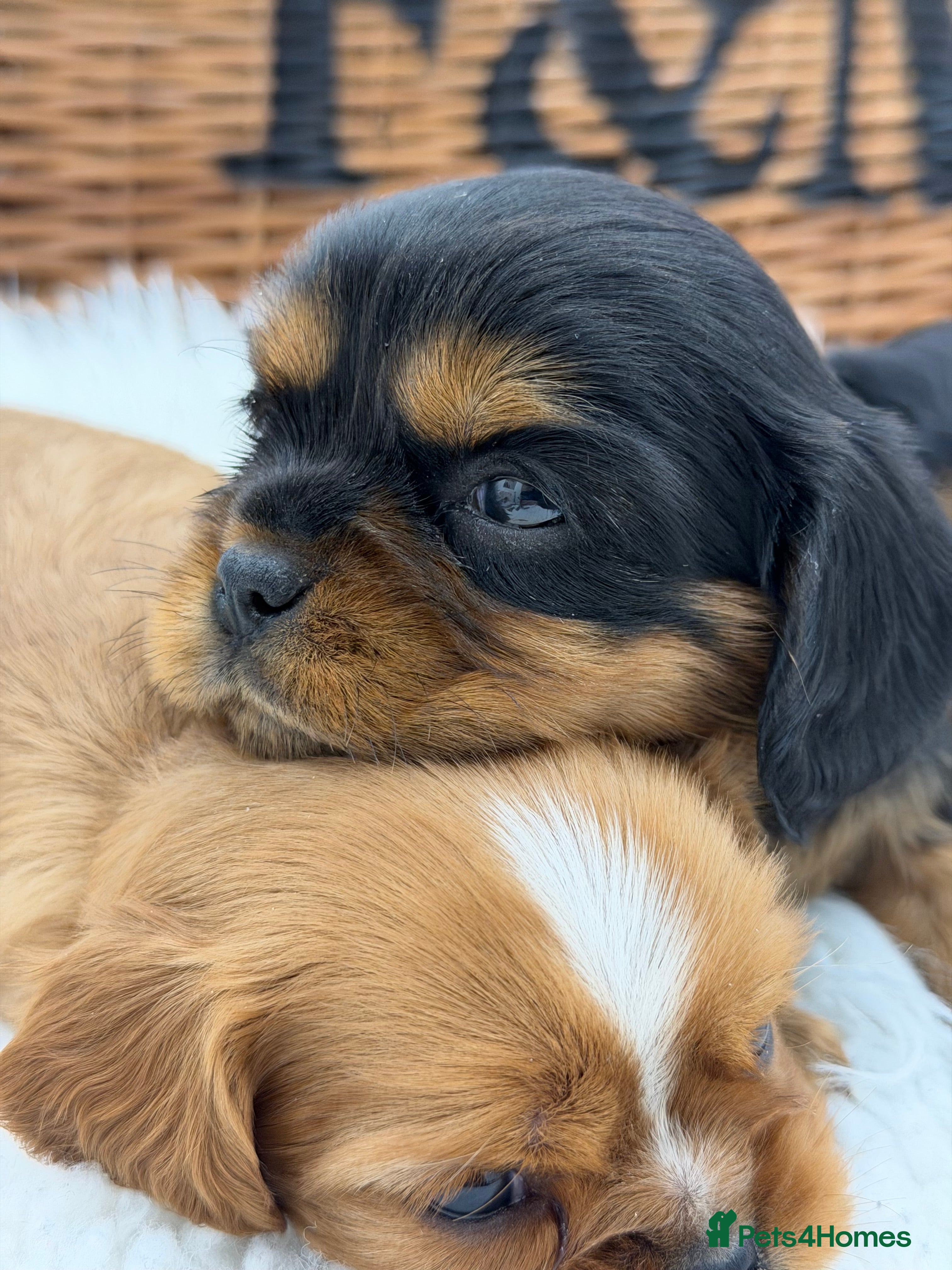 Cavalier King Charles Spaniel dogs Extensively health tested Cavalier King Charles - Advert 9