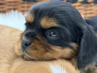 Cavalier King Charles Spaniel dogs Extensively health tested Cavalier King Charles - Advert 9