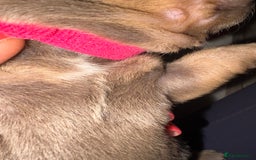 Chiweenie dogs for sale: Cheweenie - Image 24