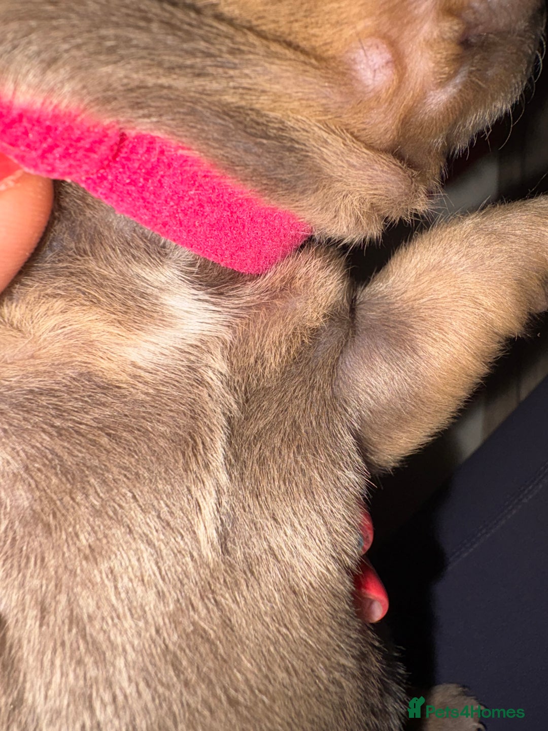 Chiweenie dogs for sale: Cheweenie - Image 24