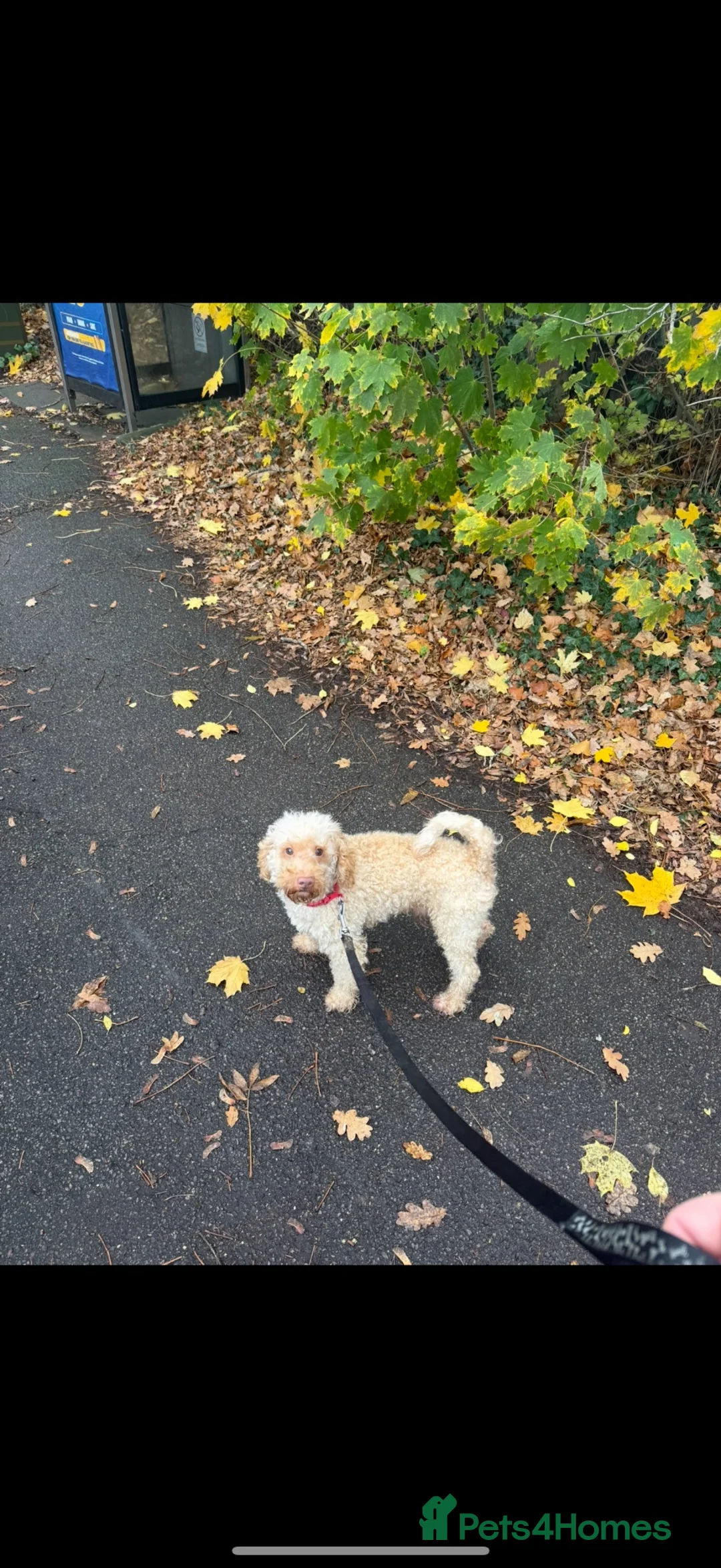 Toy Poodle dogs for sale: Adult kc reg toy poodle  - Advert 4