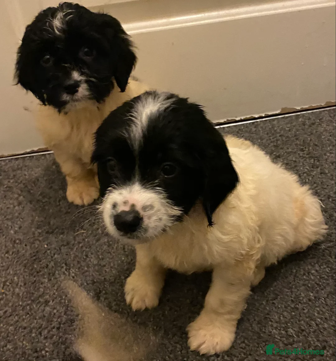 Sproodle dogs for sale: Sproodles puppies available now spaniel x poodle - Advert 8