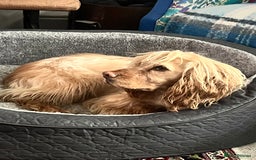 Cocker Spaniel dogs for sale: 4.5 year old male cocker spaniel - Image 1