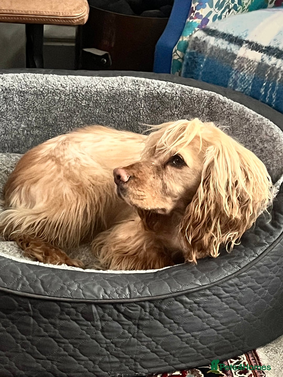 Cocker Spaniel dogs for sale: 4.5 year old male cocker spaniel - Image 1