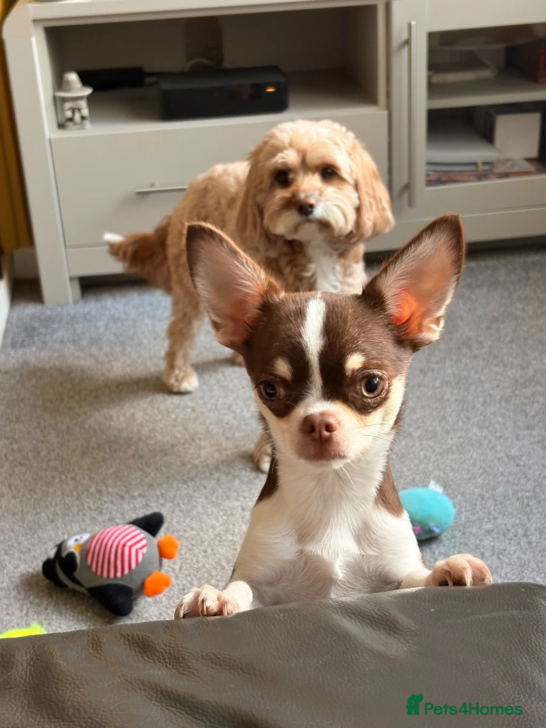 Chihuahua dogs for sale: Beautiful Severn  month old female Chihuahua in Loughborough - Advert 2