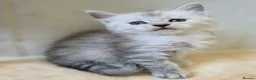 Maine Coon cats for sale: Pedigree TICA Registered Maine Coon Kittens - Advert 2