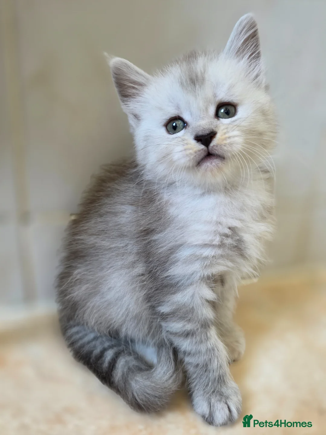 Maine Coon cats for sale: Pedigree TICA Registered Maine Coon Kittens - Advert 2