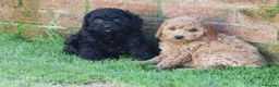 Cockapoo dogs for sale: Beautiful Cockapoo puppies for sale  in Llanelli - Advert 19