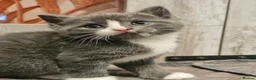 Ragdoll cats for sale: Beautiful Home-Reared Ragdoll Cross Kittens - Advert 24