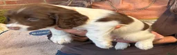 Springador dogs for sale: Meet the Family - Advert 6