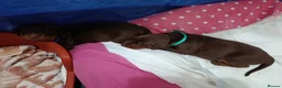 Dobermann dogs for sale: Dobermann puppies - Advert 32