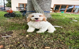 Cockapoo dogs for sale: 1 girl ready now cockapoo  - Image 1